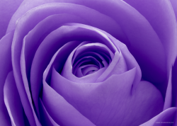 VIOLET ROSE_PRINTED PICTURE